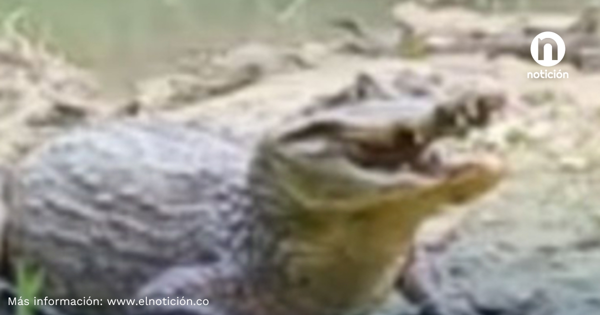 Niño de 8 años fue atacado por una babilla en Mompox y lucha por salvar ...